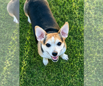 Small Chihuahua