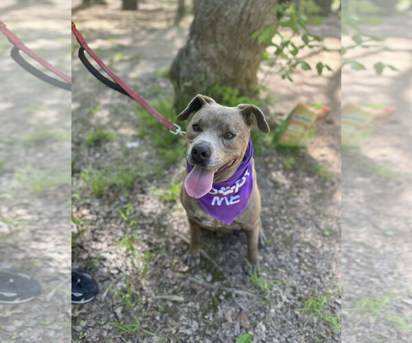 Medium Photo #2 American Staffordshire Terrier-Unknown Mix Puppy For Sale in Euless, TX, USA