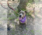Small #1 American Staffordshire Terrier Mix