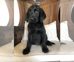 Labradoodle Puppy for sale in JEWETT, TX, USA