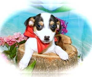 Minnie Jack Puppy for sale in HAMMOND, IN, USA