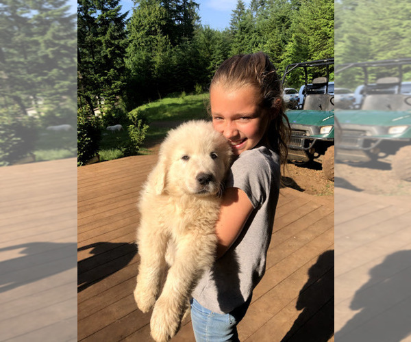 Medium Photo #4 Great Pyrenees Puppy For Sale in STAYTON, OR, USA