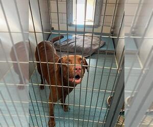 Labrador Retriever Dogs for adoption in Pearland, TX, USA