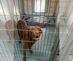 Small Labrador Retriever