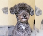 Small Photo #1 Cavapoochon (Toy) Puppy For Sale in VALDESE, NC, USA