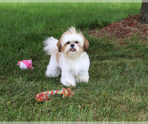 Shih Tzu Puppy for Sale in SYRACUSE, Indiana USA