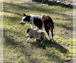 Small Photo #1 Miniature Australian Shepherd Puppy For Sale in CUMMING, GA, USA