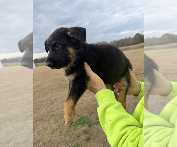 Medium Photo #2 German Shepherd Dog Puppy For Sale in GREENVILLE, NC, USA