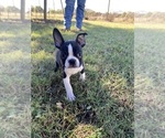 Small #8 Boston Terrier