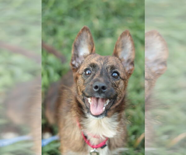 Medium Photo #17 Mutt Puppy For Sale in Philadelphia, PA, USA