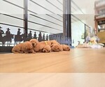 Small #6 Golden Retriever