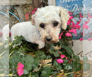 Frost and Snow - Female Bichon Frise Dog for Adoption - Photo #3