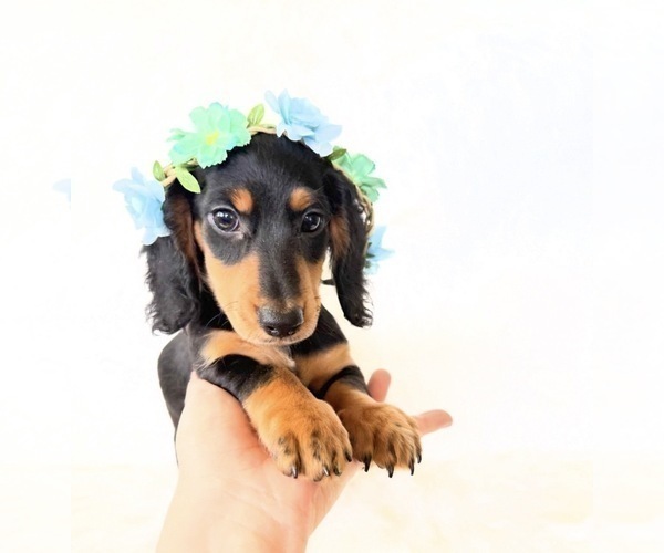Medium Photo #4 Dachshund Puppy For Sale in DAVIS, CA, USA