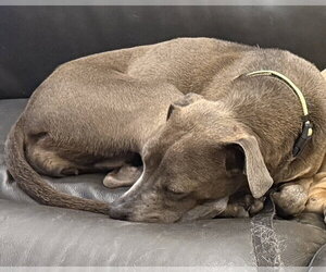Ashly - Female Labrador Retriever-Unknown Mix Dog for Adoption - Photo #2