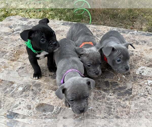 Medium Photo #3 French Bulldog-Unknown Mix Puppy For Sale in Turlock, CA, USA