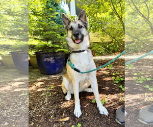 German Shepherd Dog-Unknown Mix Dogs for adoption in Milwaukie, OR, USA