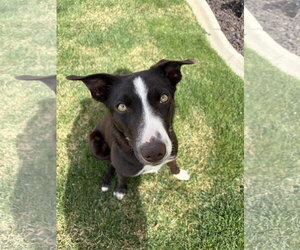 Border Collie-Unknown Mix Dogs for adoption in Sandy, UT, USA