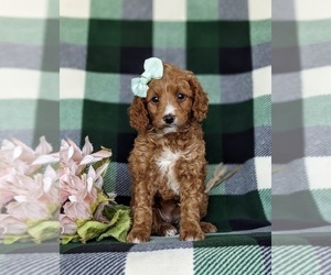 Miniature Labradoodle Puppy for sale in QUARRYVILLE, PA, USA