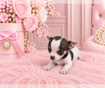 Financing - Female Chihuahua Puppy for Sale - Photo #19