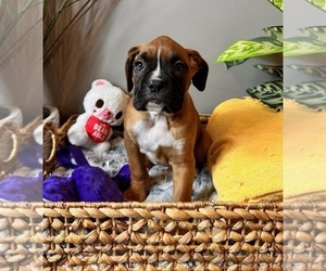 Boxer Dog for Adoption in INDIANAPOLIS, Indiana USA