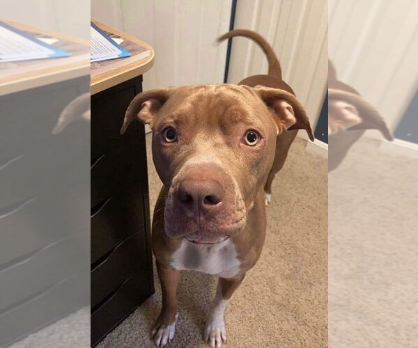 Medium Photo #17 American Pit Bull Terrier-Unknown Mix Puppy For Sale in Germantown, OH, USA