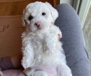 Bichon Frise Puppy for sale in SAN ANTONIO, TX, USA