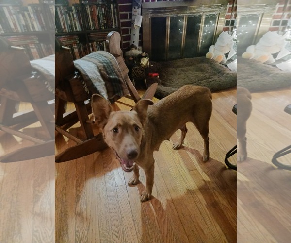 Medium Photo #1 Australian Shepherd-Unknown Mix Puppy For Sale in Mechanicsburg, PA, USA