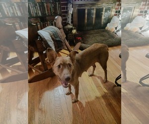 Australian Shepherd-Unknown Mix Dogs for adoption in Mechanicsburg, PA, USA