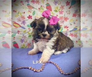 Mal-Shi Puppy for sale in WINNSBORO, LA, USA