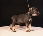 Puppy Aspen Glory Schnauzer (Standard)