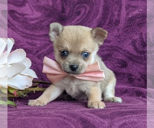 Chiranian Puppy for sale in LINCOLN UNIV, PA, USA