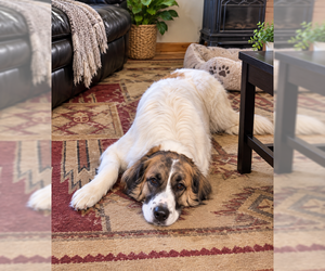Ruby Pyr - Female Pyrenees Border Collie Dog for Adoption - Photo #2