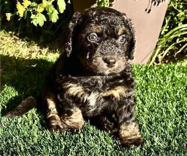 Medium Photo #1 Bernedoodle (Miniature) Puppy For Sale in GREENSBORO, NC, USA