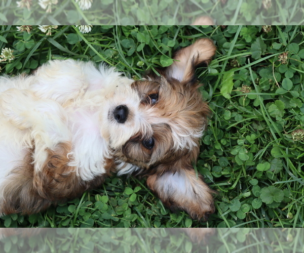 Medium Photo #4 Cavapoo Puppy For Sale in WEST SALEM, OH, USA
