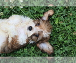 Small #3 Cavapoo