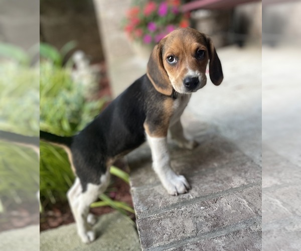Medium Photo #1 Beagle Puppy For Sale in FORDLAND, MO, USA