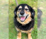 Small #4 Australian Shepherd-Cavalier King Charles Spaniel Mix