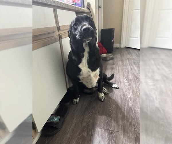 Medium Photo #1 Labrador Retriever-Unknown Mix Puppy For Sale in San Antonio, TX, USA