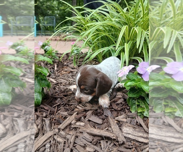 Medium Photo #15 Dachshund Puppy For Sale in MULBERRY GROVE, IL, USA