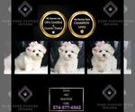 Puppy Elsa AKC Maltese