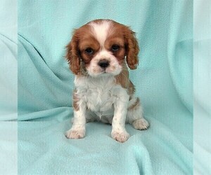 Cavalier King Charles Spaniel Puppy for sale in PARKESBURG, PA, USA