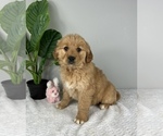 Small #3 Golden Retriever