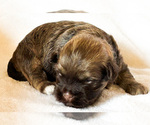 Puppy 2 Havanese