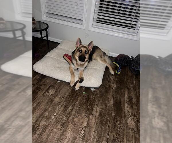 Medium Photo #2 German Shepherd Dog Puppy For Sale in Louisville, KY, USA