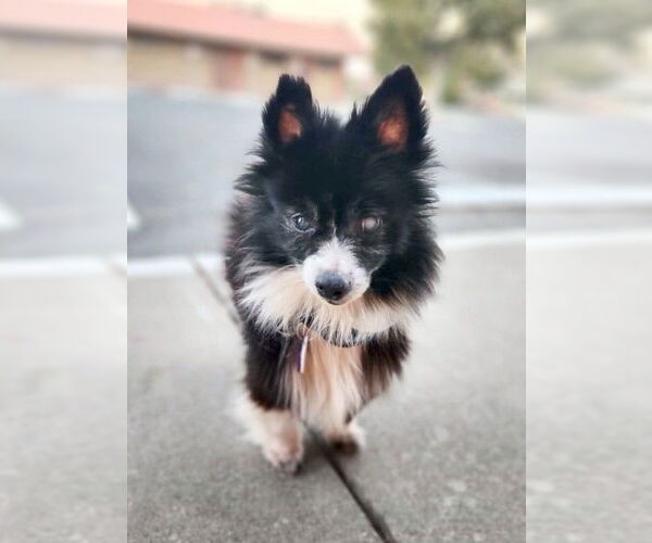 Medium Photo #1 Pomeranian Puppy For Sale in Pittsburg, CA, USA