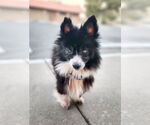 Small Pomeranian