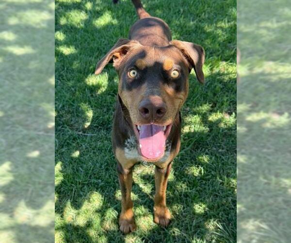 Medium Photo #1 Doberman Pinscher Puppy For Sale in Riverside, CA, USA