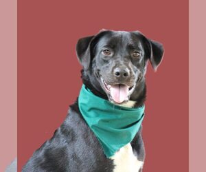 Medium Labrador Retriever Mix