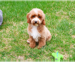 Small #7 Poodle (Miniature)