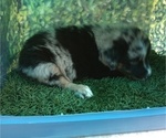 Small Photo #30 Australian Shepherd Puppy For Sale in SYLVA, NC, USA